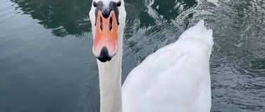 Event-Image for 'Enten füttern'