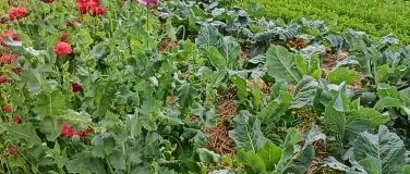 Event-Image for 'Vortrag &laquo;Fruchtfolge im Gem&uuml;segarten&raquo;'