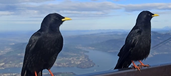 Event organiser of Test