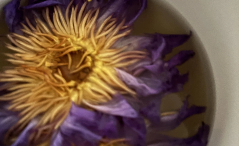 Event-Image for 'Journey Within – Yoga, Blue Lotus & Breathwork'