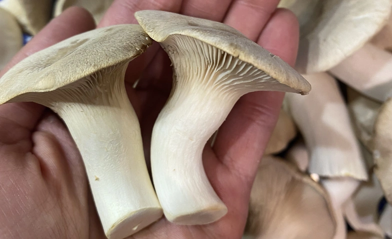 EDELPILZ DINNER Industrial Style ‍ EINMALIG Tickets