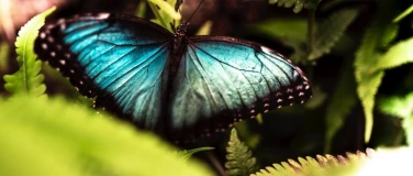 Event-Image for 'Papiliorama'