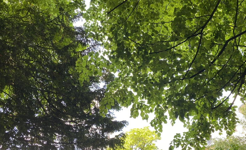 Baum Meditation im Schadaupark