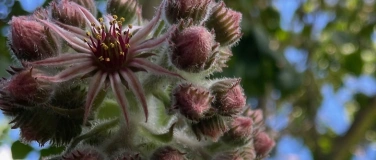 Event-Image for 'Poesie der Natur im Kreis des Jahres. Meditationskurs'
