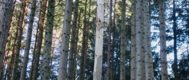 Event-Image for 'Waldbegehung mit Förster'