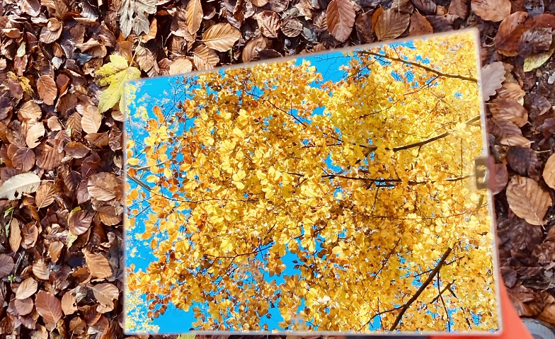 Gesundheitsförderung und Stressbewältigung in der Natur Grillplatz Vitaparcours Entlisbergwald, Paradiesstrasse 45, 8038 Zürich Tickets