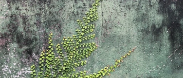 Event-Image for 'Gartenbegehung mit Silvia Meister'