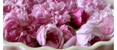 Event-Image for 'Heilpflanzen-Workshop &bdquo;Luxuri&ouml;se Rosenpflege&ldquo;'