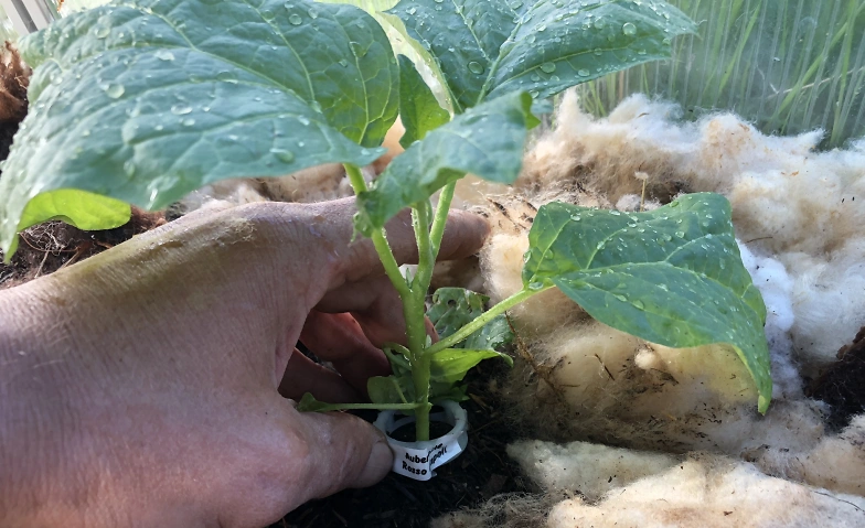 Permakultur-Gartenkurs Spiez: Start 7. März 2026
