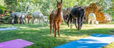 Event-Image for 'Yoga inmitten Alpakas in Giswil'