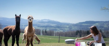 Event-Image for 'Klangreise mit Alpakas'