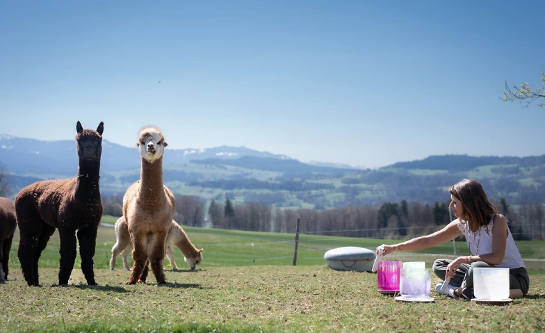 Event-Image for 'Klangreise mit Alpakas'
