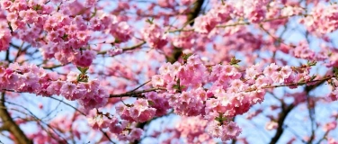 Event-Image for 'Incontro di Primavera'