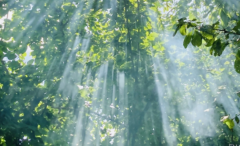 Achtsamer Silentwalk am Abend - Be touched by Nature Tickets