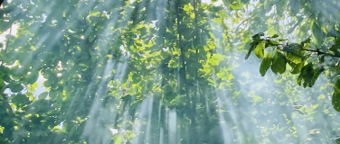 Event-Image for 'Achtsamer Silentwalk am Abend - Be touched by Nature'