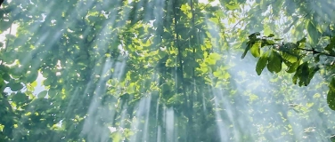 Event-Image for 'Achtsamer Silentwalk am Abend - Be touched by Nature'