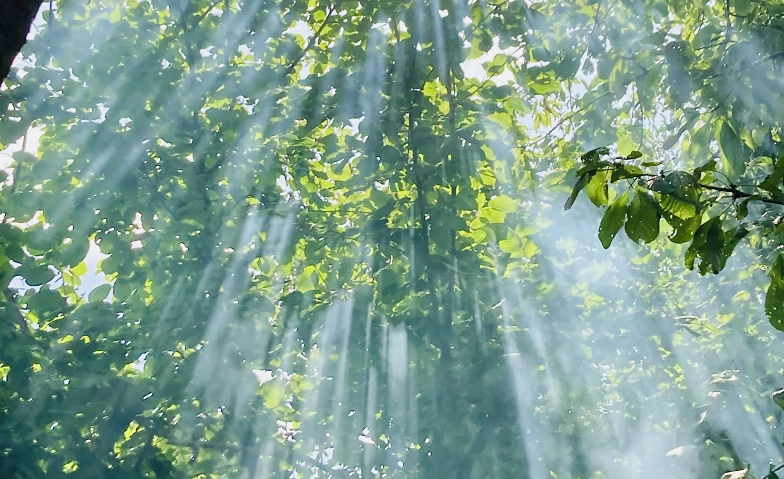Event-Image for 'Achtsamer Silentwalk am Abend - Be touched by Nature'