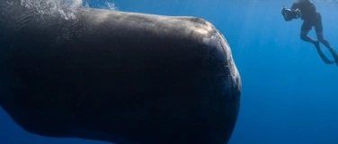 Event-Image for 'PATRICK AND THE WHALE - Primar- & Sekundarstufe, ab 8 Jahren'