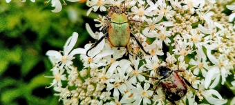 Organisateur de FAMILIEN-WORKSHOP INSEKTEN