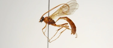 Event-Image for 'Krabbler als Zeitzeugen – Führung durch die Insektensammlung'