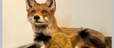 Event-Image for 'Internationaler Museumstag: Es kreucht und fleucht'