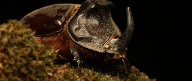 Event-Image for 'Bugbusters – Hollywoods heimliche Stars'