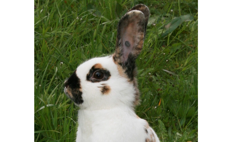 Event-Image for 'Kleintierschau'