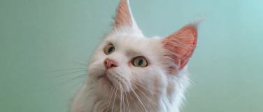 Event-Image for 'Katzensprache verstehen - f&uuml;r eine entspanntes zusammenleben'