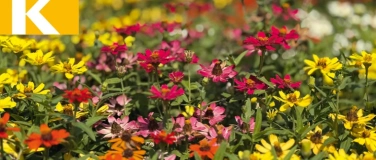 Event-Image for 'Sommerfest'