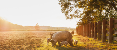 Event-Image for 'ProTier Hoftage: erlebe gerettete Tiere hautnah'