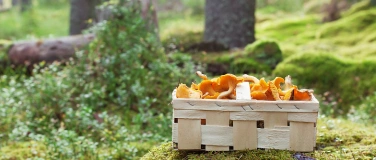 Event-Image for 'Pilz-Workshop'