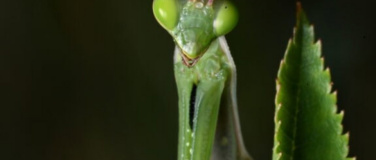 Event-Image for 'Kindershow: Die Superkr&auml;fte der Insekten'