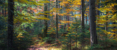 Event-Image for 'Klangkino - Der Wald als Klangdom-Erfahrung'