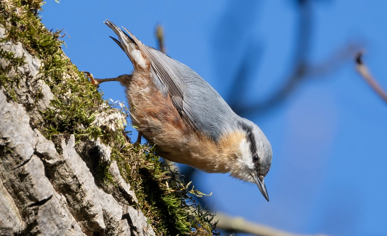 Event-Image for 'Ornithologischer Grundkurs 2026 - Faszination Vögel'