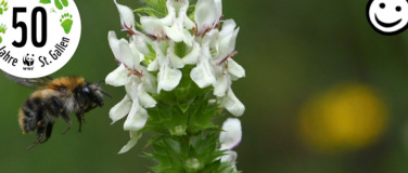 Event-Image for 'Kleine Baumeister:innen f&uuml;r Wildbienen'