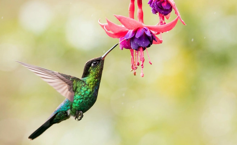 Event-Image for 'Dein Herzraum &ouml;ffnen f&uuml;r Neues'