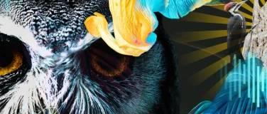 Event-Image for 'NISIHOF - Ecstatic Dance im Wald (silent)'