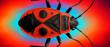 Event-Image for 'Krabbeltiere und andere Farbtr&auml;ger'