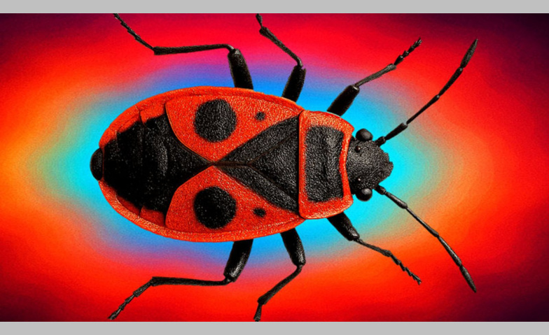 Event-Image for 'Krabbeltiere und andere Farbtr&auml;ger'