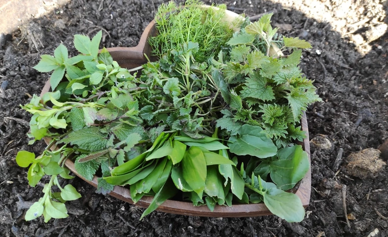 Kräuterwanderung Region Chläggi SH mit der Natur im Einklag