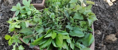 Event-Image for 'Kr&auml;uterwanderung Region Chl&auml;ggi SH mit der Natur im Einklag'