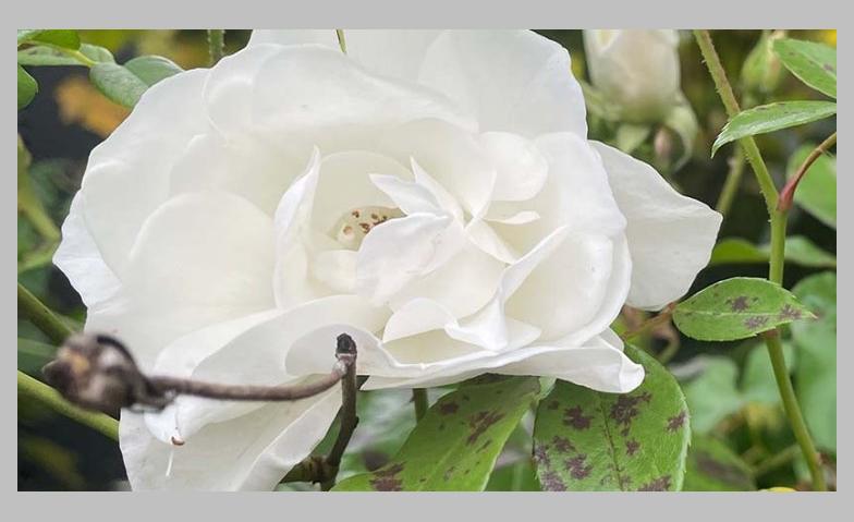 Event-Image for 'Kreative Sprachspiele: Autobiographische Miniaturen'