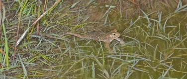 Event-Image for 'Natur in der Kiesgrube'