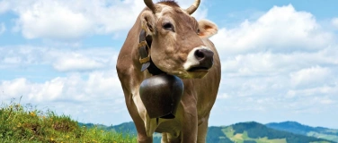 Event-Image for 'Meditation bei Weidegeläut vom Zugerberg'