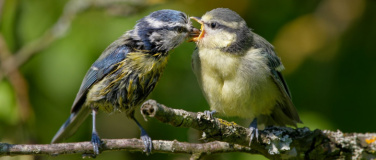 Event-Image for 'Kurs - Naturnah ins Gartenjahr starten'