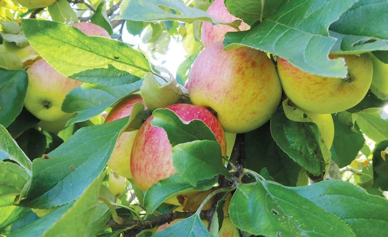 Event-Image for 'Workshop Selbstcoaching mit Logosynthese'