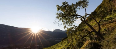 Event-Image for 'Giardino & Vino - Weingüter Andrian & Terlan (Wine & Dine)'