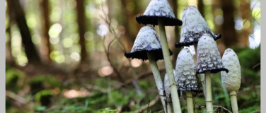 Event-Image for 'Lauschig unterwegs Naturspaziergang'
