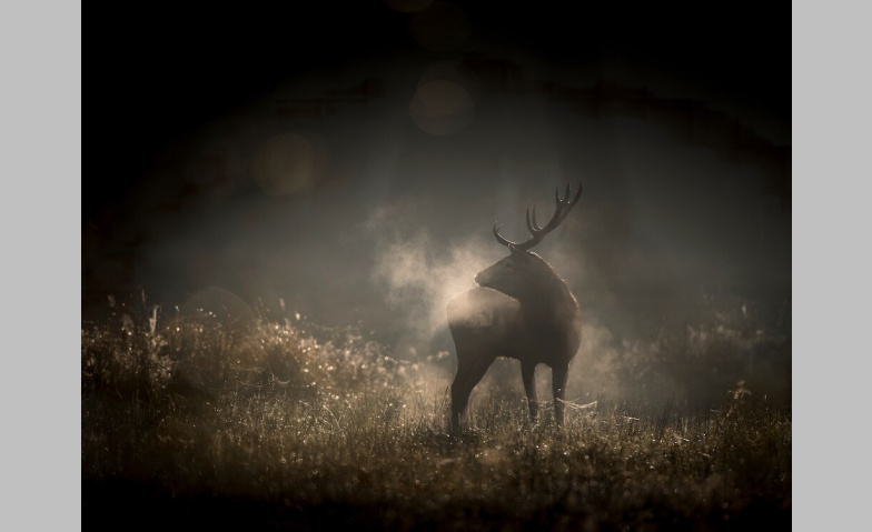 Event-Image for 'Le Chant des for&ecirc;ts'