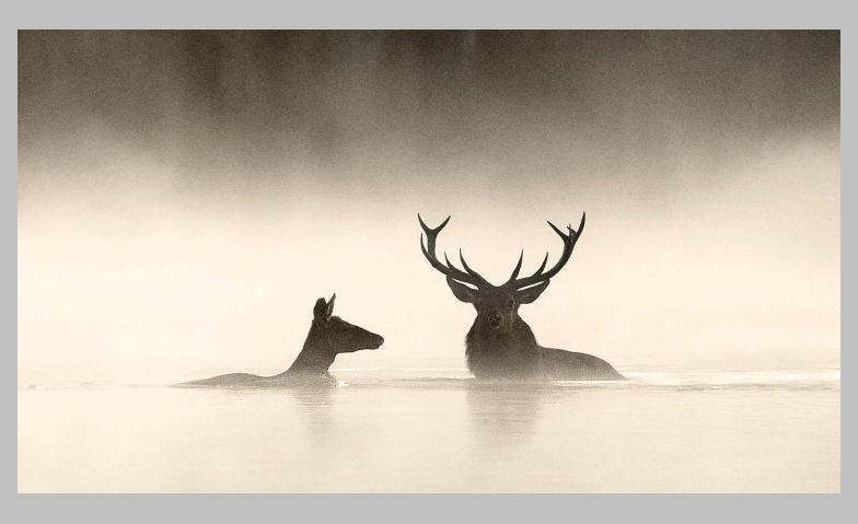 Event-Image for 'Le Chant des for&ecirc;ts'